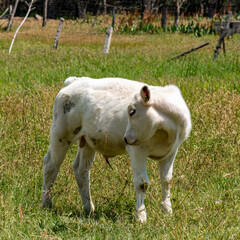A small white calf in a fenced pasture stands with its head turned sideways, close-up, square photo.
