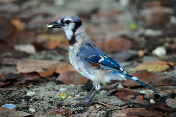 Blauhäher