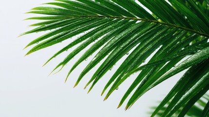 Obraz premium Lush Green Palm Frond Detail with Water Droplets Against a Clean White Background