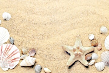 Fototapeta premium shelfish and starfish