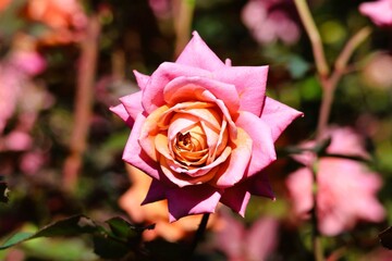 pink rose in garden
