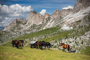Horses in the beautiful Dolomites
