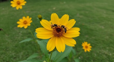 A shallow focus shot of two honey bees pollinate a Mexican sunflower in the garden in vivid detail