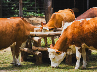 Brown and white cows feeding on wooden hay rack in rural farm environment, summer day


