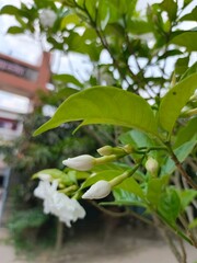 Close up shot of White Crape Jasmine Flower in Bloom with Green Leaves Background