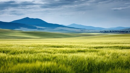 Scenic Golden Wheat Field Landscape with Mountain Backdrop Under Cloudy Sky