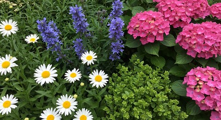 Obraz premium A closeup of summer garden with different flowers including shasta daisies, anise hyssop, hydrangeas