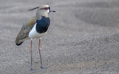 Southern lapwing at the beach