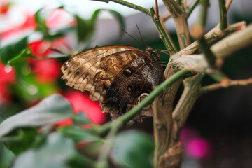 Butterfly Resting on Branch with Colorful Flowers