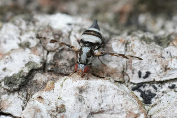 Closeup on a small but colorful Superb Wingwaver fly, Myennis octopunctata