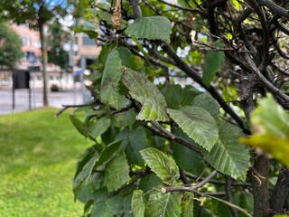 green leaves in the park