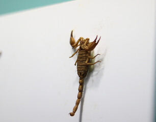 Scorpion Climbing a White Surface