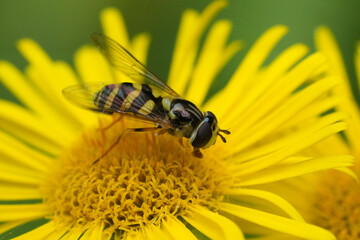 Closeup on a Stripe-backed Fleckwing hover fly, Dasysyrphus albostriatus