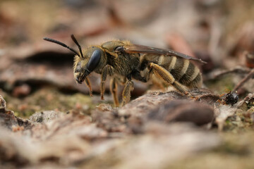 Closeup on a female green metallic Bronze furrow bee, Halictus confusus