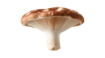 Fototapeta premium Close-up of a fresh, organic brown boletus mushroom isolated on a white background.