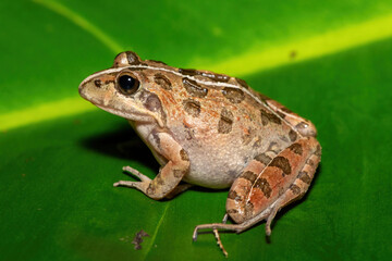 A beautiful Clicking Stream Frog, also known as a Gray’s Stream Frog or Spotted Stream Frog (Strongylopus grayii), in the fynbos in Western Cape, South Africa