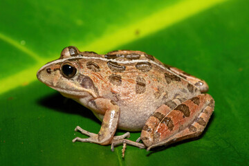 A beautiful Clicking Stream Frog, also known as a Gray’s Stream Frog or Spotted Stream Frog (Strongylopus grayii), in the fynbos in Western Cape, South Africa