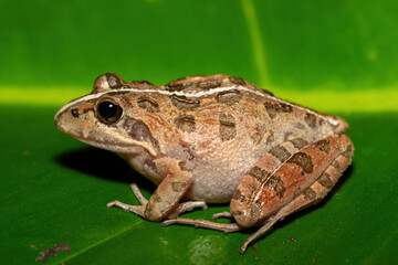A beautiful Clicking Stream Frog, also known as a Gray’s Stream Frog or Spotted Stream Frog (Strongylopus grayii), in the fynbos in Western Cape, South Africa