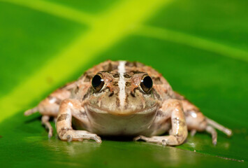 A beautiful Clicking Stream Frog, also known as a Gray’s Stream Frog or Spotted Stream Frog (Strongylopus grayii), in the fynbos in Western Cape, South Africa