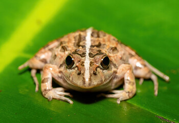 A beautiful Clicking Stream Frog, also known as a Gray’s Stream Frog or Spotted Stream Frog (Strongylopus grayii), in the fynbos in Western Cape, South Africa