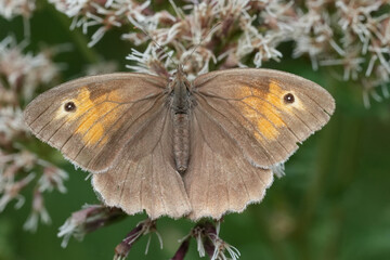 Closeup on a Meadow brown butterfly, Maniola jurtina with open wings