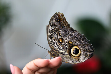 Butterfly with Eye Patterns Resting on Hand