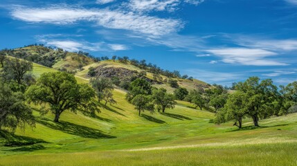 Fototapeta premium Rolling Green Hills Landscape with Oak Trees and Blue Sky in Northern California