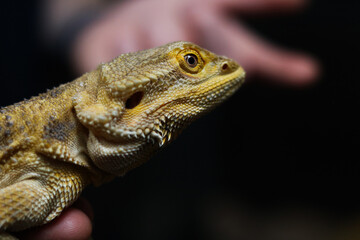 Close-Up of Bearded Dragon with Blurred Background