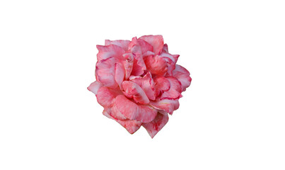 A pink rose isolated on white background for design works