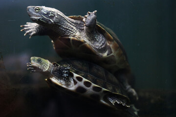 Turtles Swimming in Aquarium