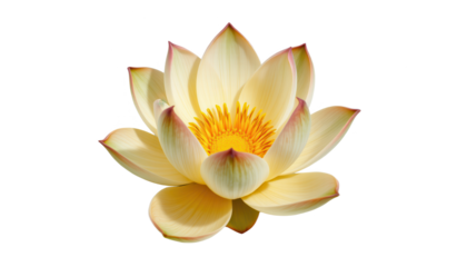 Isolated lotus flower in tranquil water setting nature photography serene environment close-up view