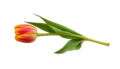 Lone tulip on nature photography close-up shot minimalist style floral concept