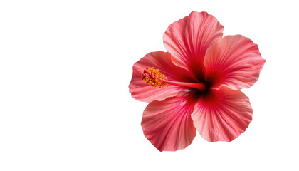 Lone hibiscus flower blooming in nature botanical photography isolated close-up view