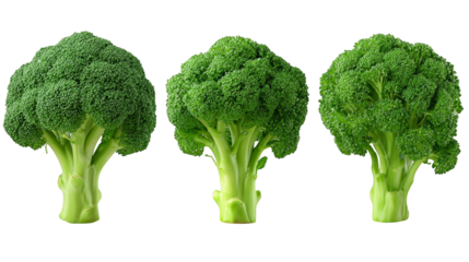 A vibrant green bunch of fresh broccoli florets and stalks a healthy cruciferous vegetable rich in vitamins and nutrients ready for cooking or inclusion in a nutritious meal.