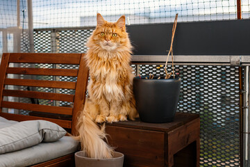 Roter Maine Coon Kater sitzt auf dem Balkon.