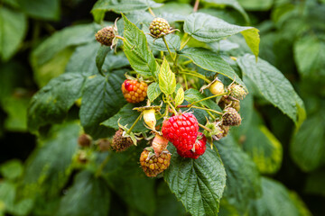 Himbeeren reif und unreif am Strauch.