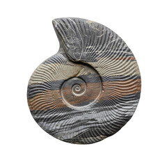 Prehistoric ammonite fossil shell on a transparent background