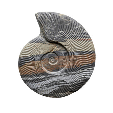 Prehistoric ammonite fossil shell on a transparent background