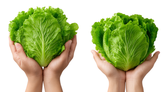 Fresh, organic green lettuce leaves held by hands, a healthy vegetarian diet ingredient.