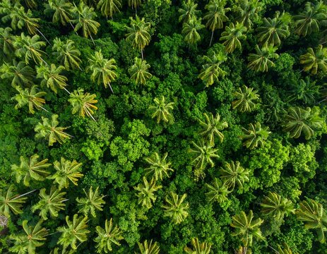Aerial view of a dense, lush tropical forest canopy, dominated by numerous palm trees