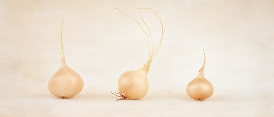 Still life of three sprouting onions