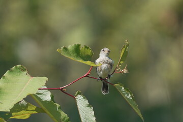 茎に止まるホオアカの幼鳥