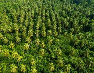 Aerial view of a lush, green coconut plantation, densely packed with uniform trees