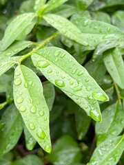 Zielone liście pokryte kroplami wody  © Maciej G. Szling