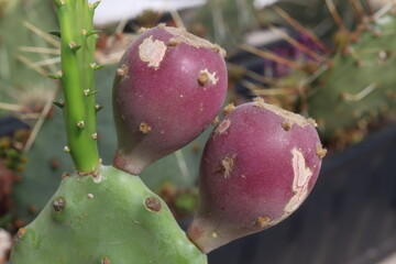 kaktus opuncja opuntia vulgaris zwyczajna
