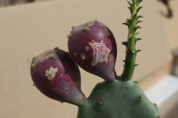 kaktus opuncja opuntia vulgaris zwyczajna
