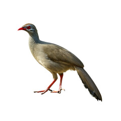 Fototapeta premium Gray bird red bill red eyes isolated on a transparent background
