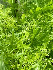 Liście rukoli pospolitej, dużo zieleni 