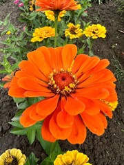 Kolor lat, kwiaty polne, polska wieś  © Maciej G. Szling