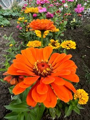 Kolor lat, kwiaty polne, polska wieś  © Maciej G. Szling